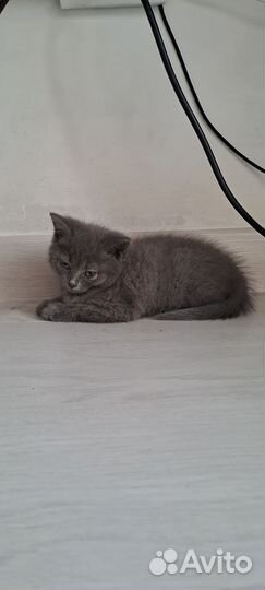 Отдам в добрые руки