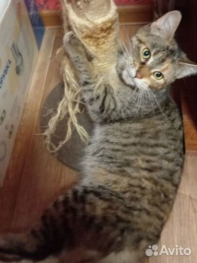 Кошечка, помесь мейн-куна