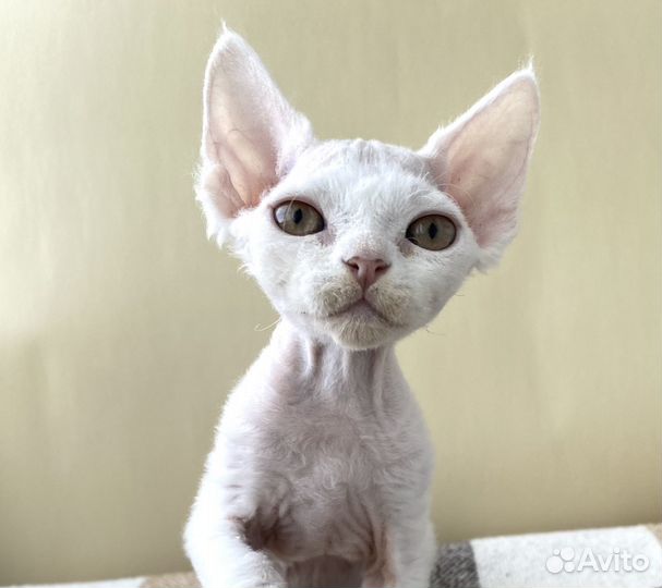 Котята Девон Рекс