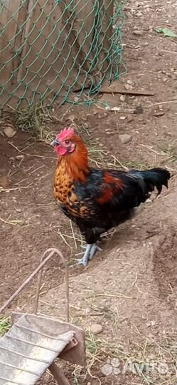 Молодые петушки