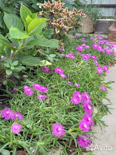 Делосперма