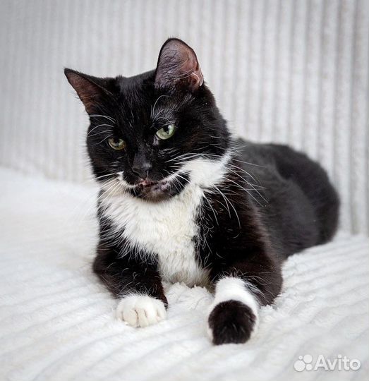 Нюся-очень нежная кошечка нуждается в доме