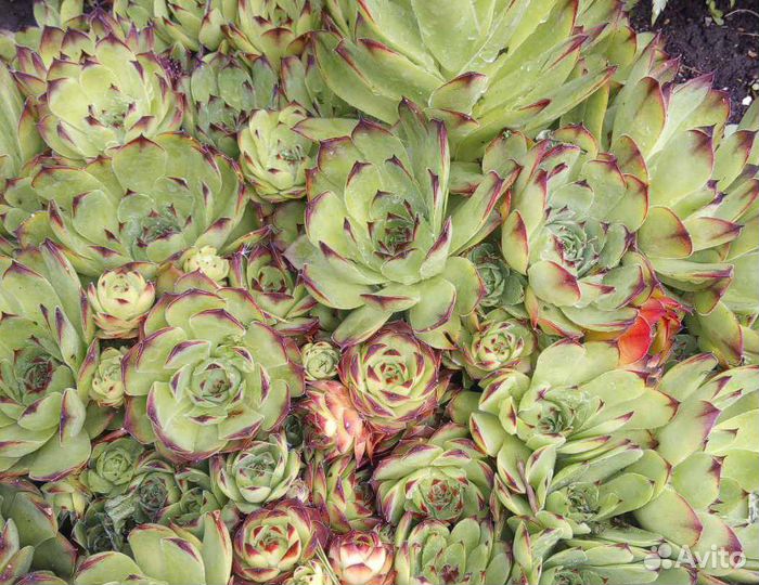 Каменная роза