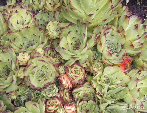 Каменная роза