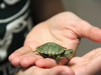 Черепахи маленькие