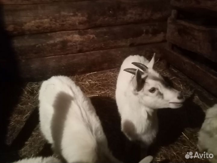 Альпийские козы