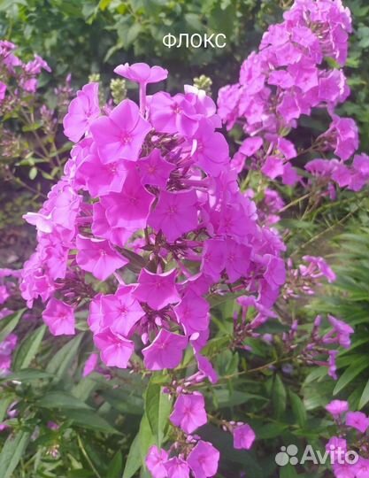 Многолетние садовые цветы