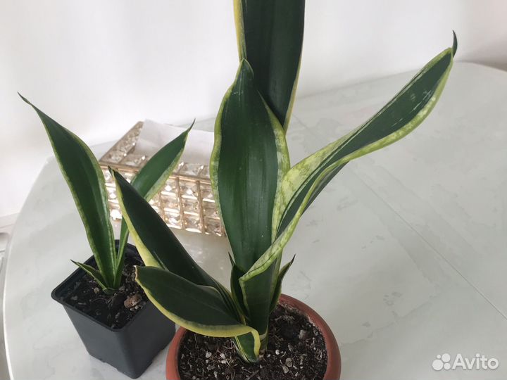 Сансевиерия Блэк голд, Ложки мини, Футура Суперба