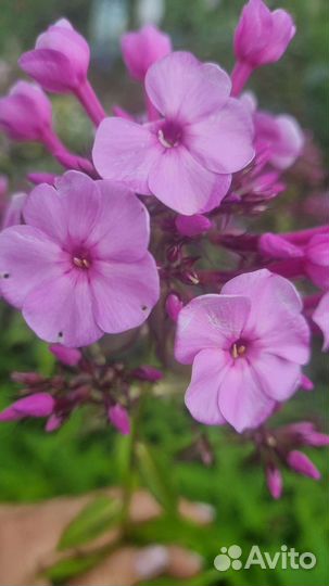 Флоксы многолетние