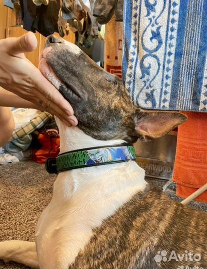 Ошейник на пряжке