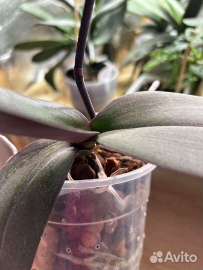 Орхидея фаленопсис