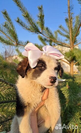 Щенок девочка в добрые руки