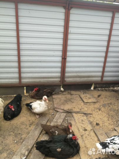 Домашние животные