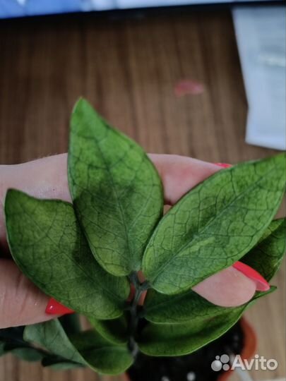 Замиокулькас акебоно