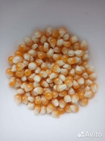 Кукуруза попкорн семена