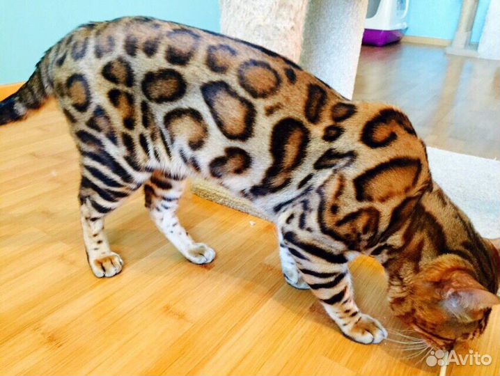Бенгальские кошечки с прав. разведения на совладен