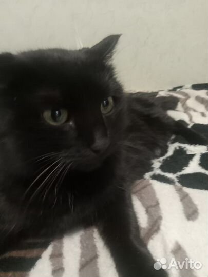 Кошка умница