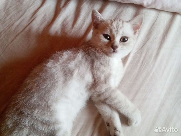 Котёнок