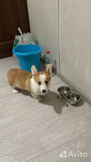 Щенок корги мальчик