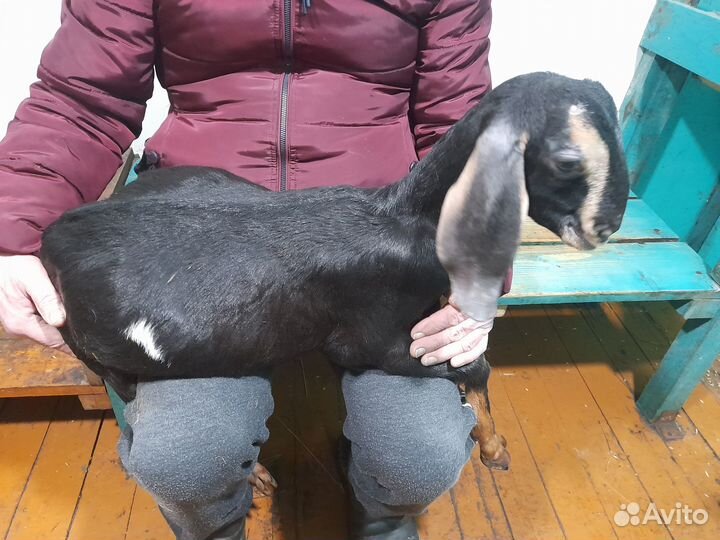 Англо-нубийские козочки и козёл