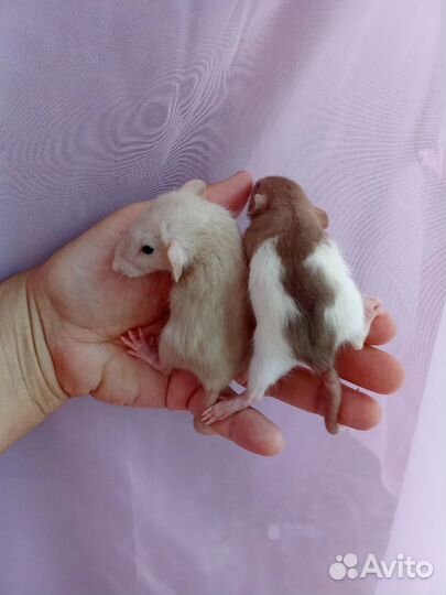 Крысы Дамбо, ручные