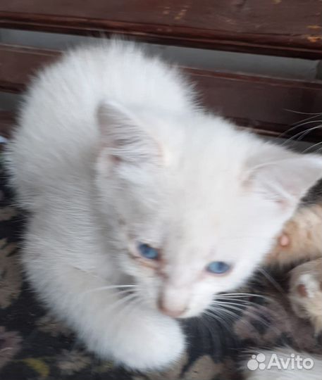 Котята