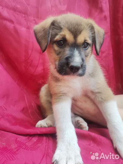 Интересный щенок мальчик в добрые руки