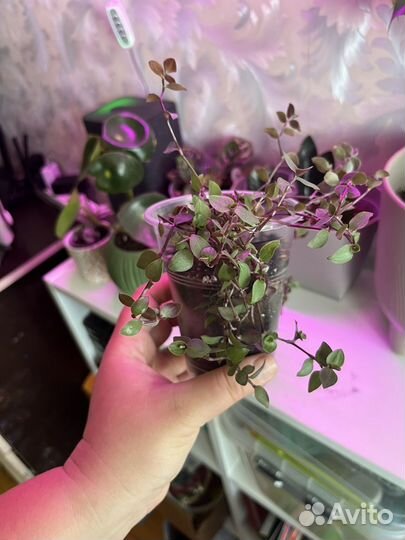 Комнатные цветы