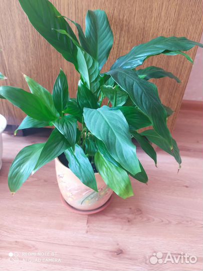 Спатифиллум