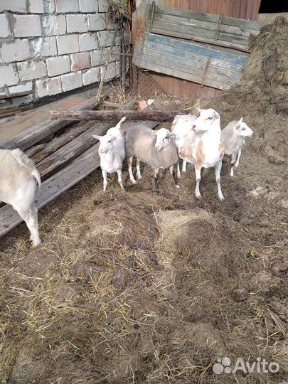 Катумские бараны