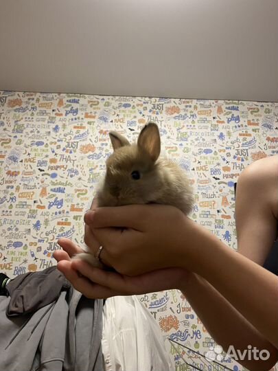Декоративный кролик