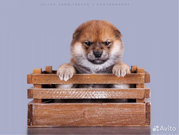 Щенки сиба ину