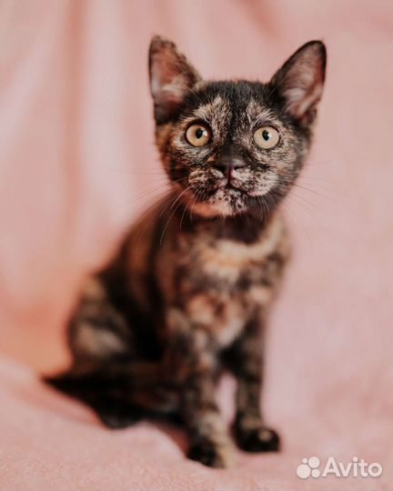 Котенок черепахового окраса