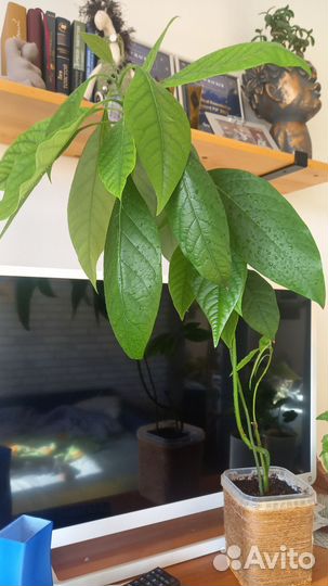 Авокадо дерево 80 см