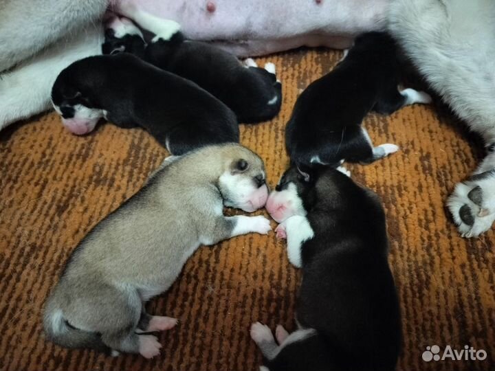 Продаю щенков хаски