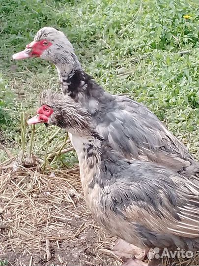 Селезень индоутки тяжёлой линии