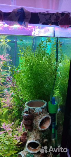 Аквариумные растения прополка