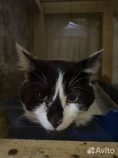 Котика принесли в приют