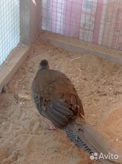 Серебряный фазан