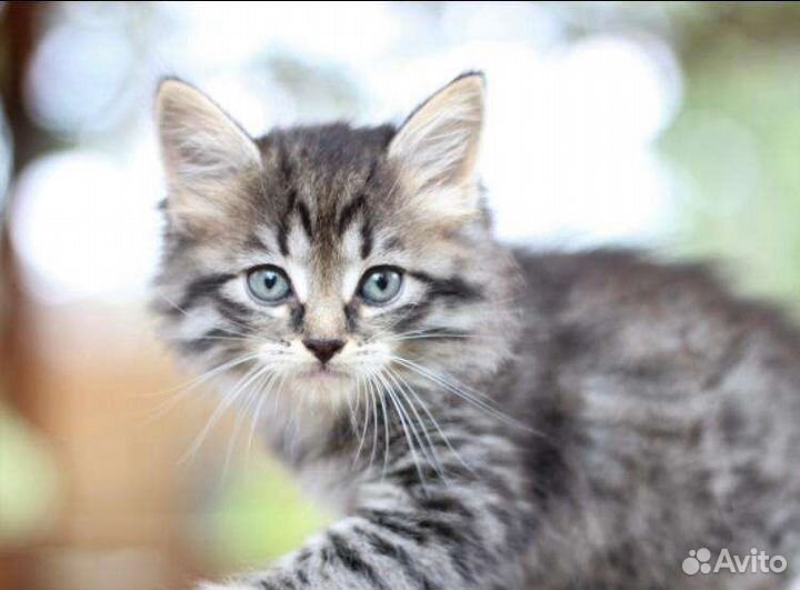 Котенрк девочка 1,5 мес в дар