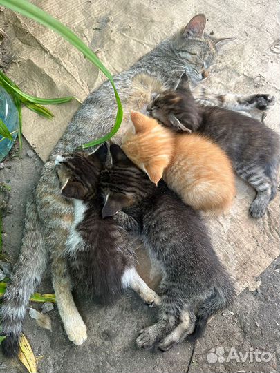 Котенок мальчик