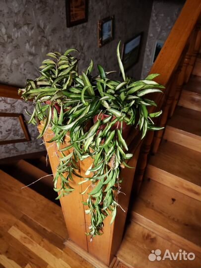 Хойя вайети триколор