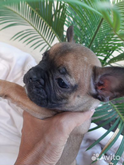 Французский бульдог щенки
