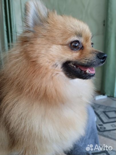 Щенки шпица