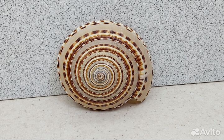 Архитектоника Макулата 7,3 морская ракушка