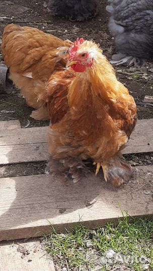 Кохинхин карликовый