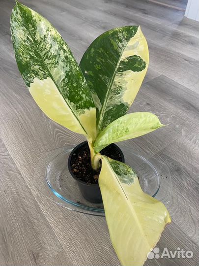 Диффенбахия еллоу вариегата