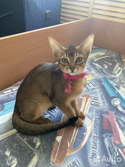 Абиссинская