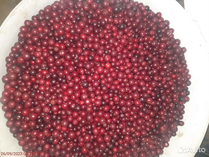 Брусника ягода