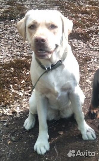 Щенки лабрадора